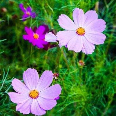 亚博·yabo手机app下载